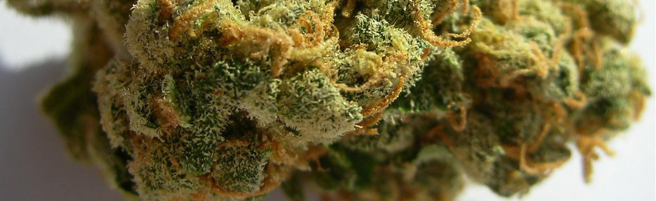 Cannabis bud